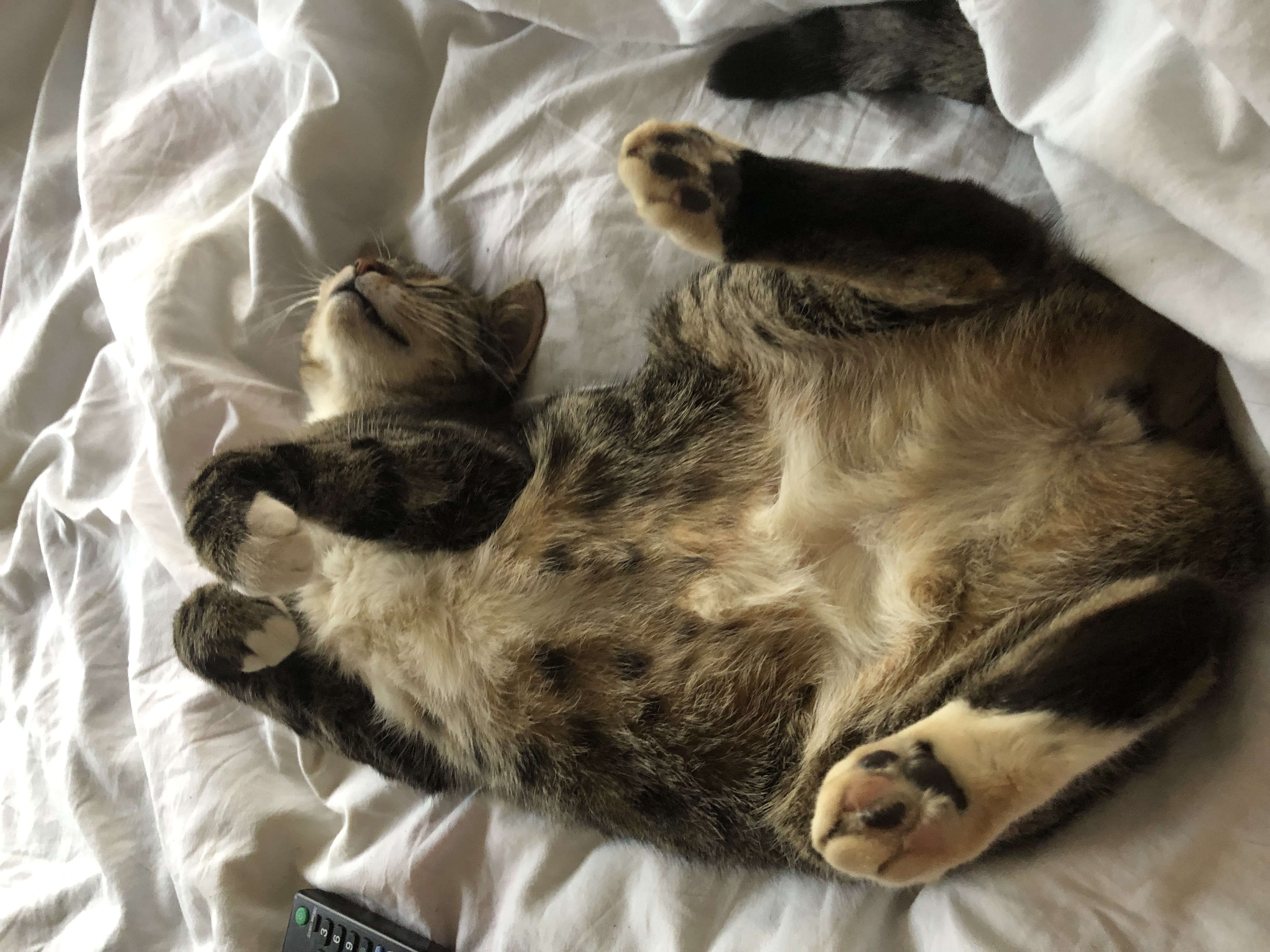 placeholder image-sq